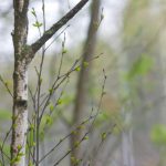 深入解析九游娱乐网页版的优势与特色,玩家必看指南 6zat0eexe