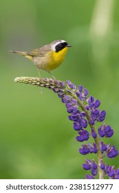 深入解析y58平台的功能与优势，助力用户高效决策