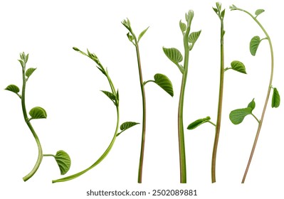 深入解析博通平台的架构与功能特点