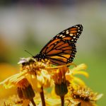 555999现场开奖最新结果查询与开奖实况直播 nxcrk6h