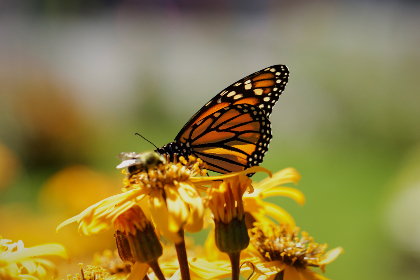 555999现场开奖最新结果查询与开奖实况直播