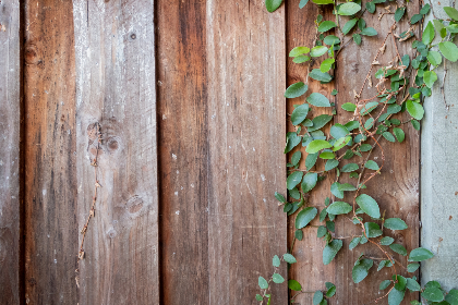 559911资料开奖最新结果查询与历史数据分析